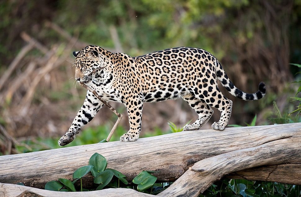 selective focus photography of leopard on tree branch HD wallpaper